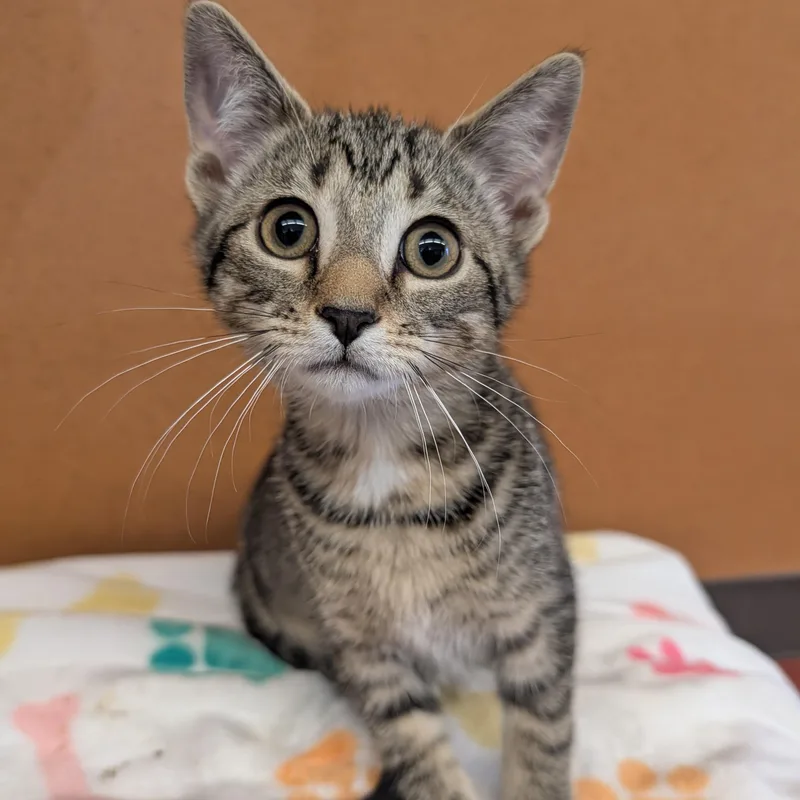 A baby small-sized female Tabby (Brown / Chocolate) Domestic Short Hair cat named Virginia for adoption in Rochester, MN