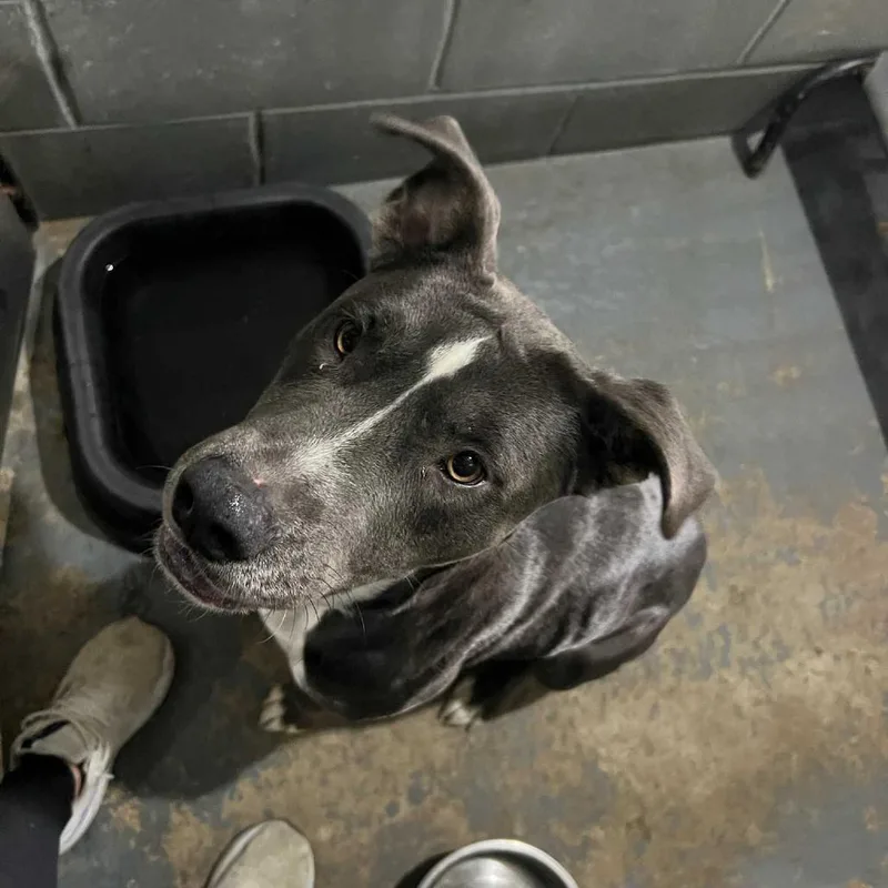 An adult medium-sized female Gray / Blue / Silver Mixed Breed dog named Gwen for adoption in Milan, IL
