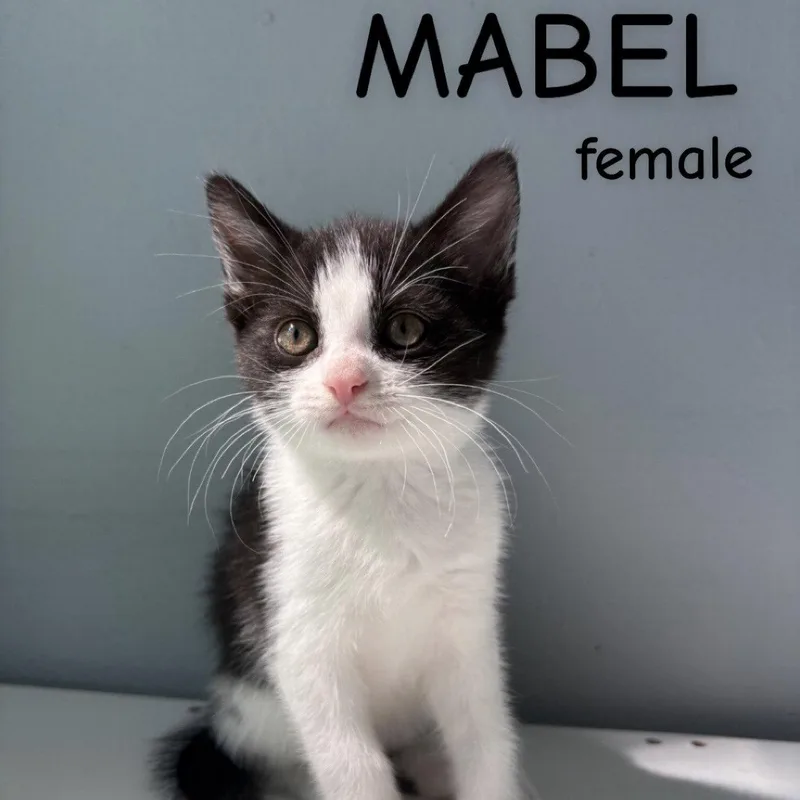 A baby small-sized female Black & White / Tuxedo Domestic Short Hair cat named Mabel for adoption in Winchendon, MA