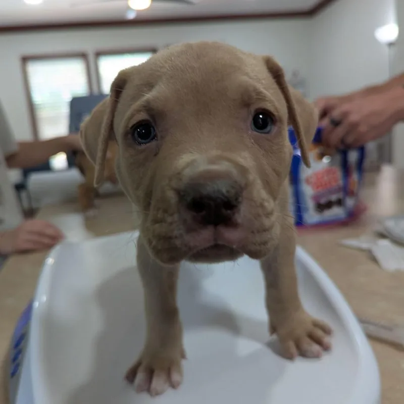 A baby medium-sized male Yellow / Tan / Blond / Fawn American Bulldog dog named Chevy for adoption in Ocala, FL