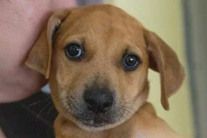 A young large-sized male Mixed Breed dog named Ziggy for adoption in Kansas City, MO