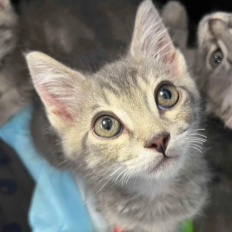 A baby small-sized male Domestic Short Hair cat named Benito for adoption in Oakland, CA