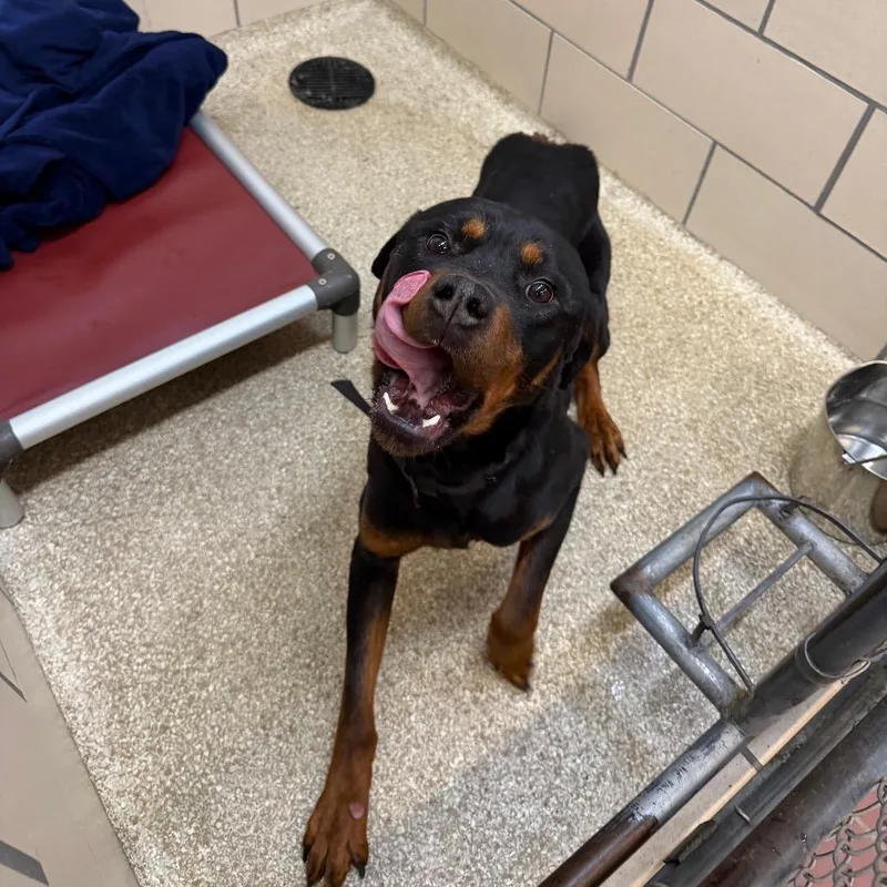 An adult medium-sized male Black Rottweiler dog named Montstray for adoption in Perkiomenville, PA