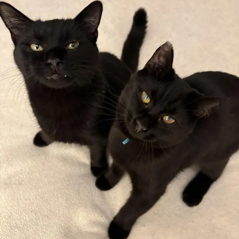 Stargazer thumbnail 3