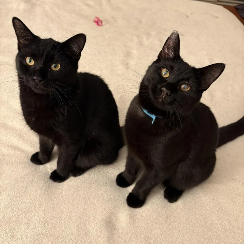 Stargazer thumbnail 4