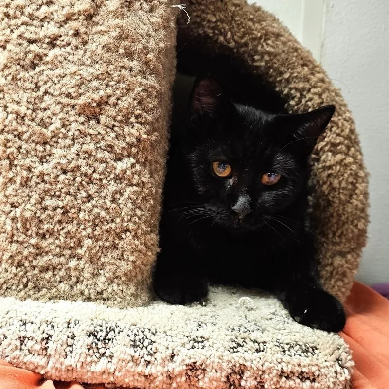 Stargazer thumbnail 5