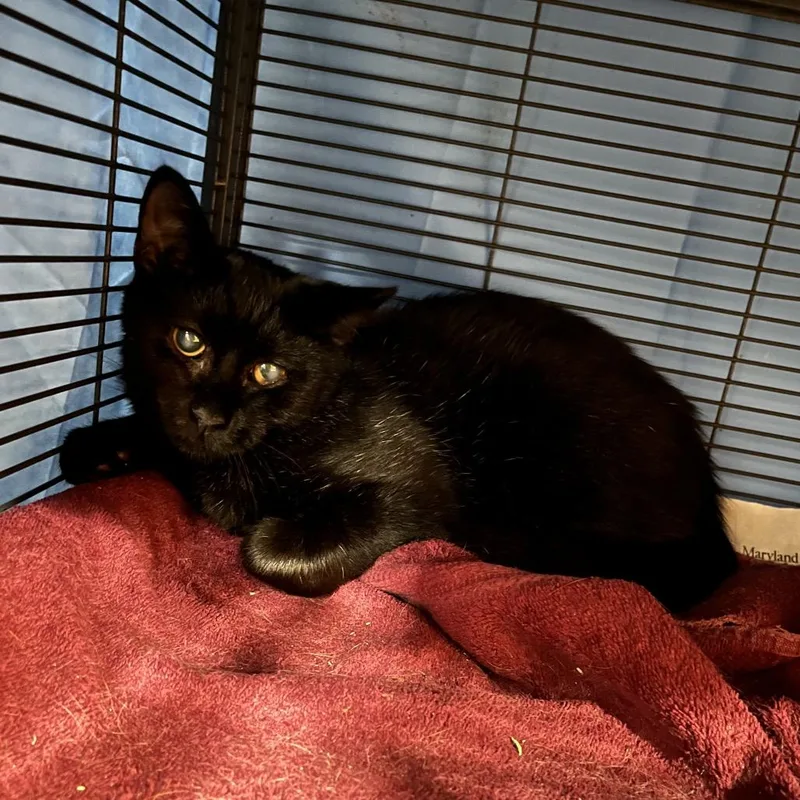 Stargazer thumbnail 6