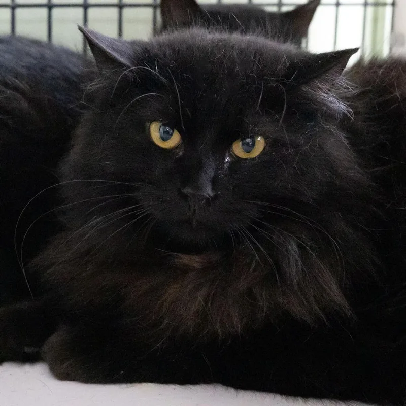A young medium-sized male Black Domestic Long Hair cat named Stormfly for adoption in McKean, PA