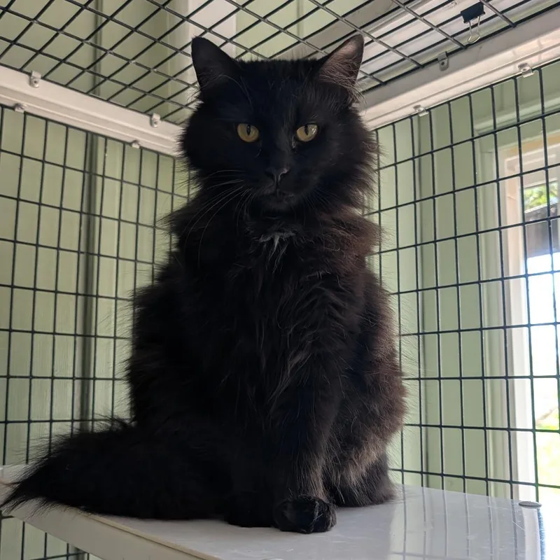 Stormfly thumbnail 2