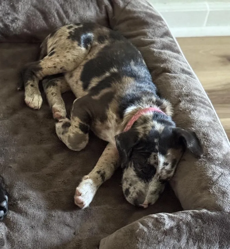 A baby medium-sized female Catahoula Leopard Dog dog named Blu for adoption in South Bend, IN