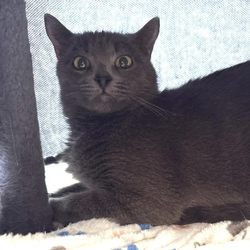 A young medium-sized female Gray / Blue / Silver Domestic Short Hair cat named Wiffles for adoption in Tupelo, MS