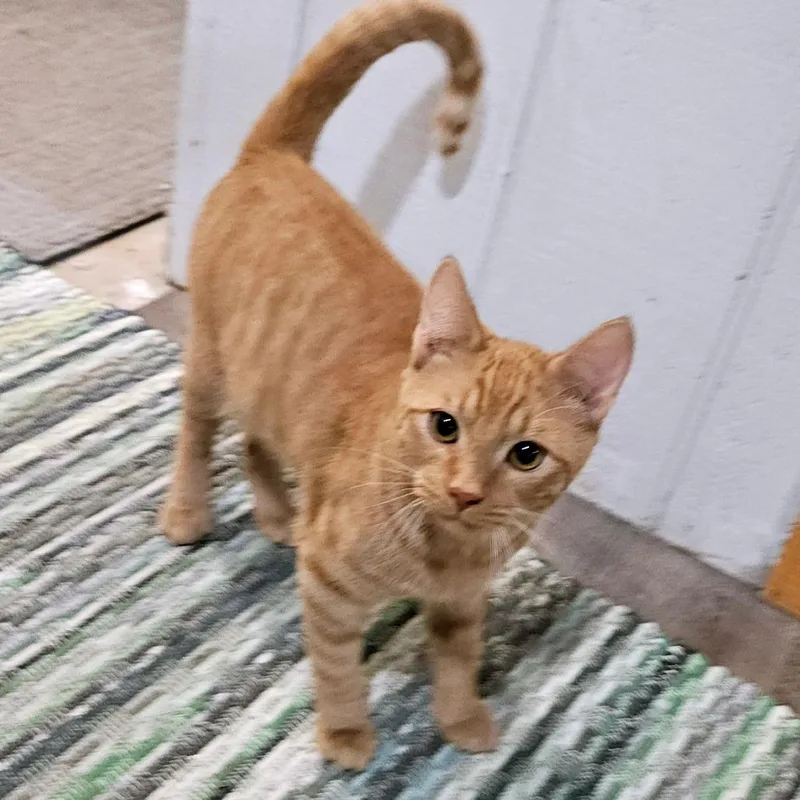 A baby small-sized male Orange / Red Domestic Short Hair cat named Skeeter for adoption in Green Bay, WI
