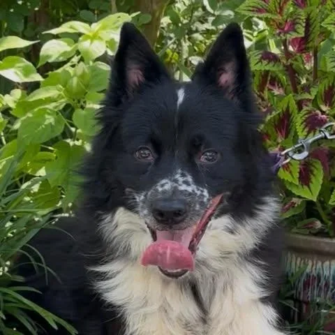 Tipper