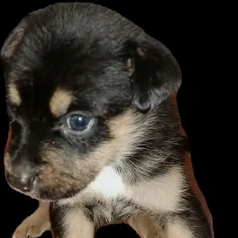 A baby small-sized female Black Mixed Breed dog named Hazey for adoption in Dover, AR