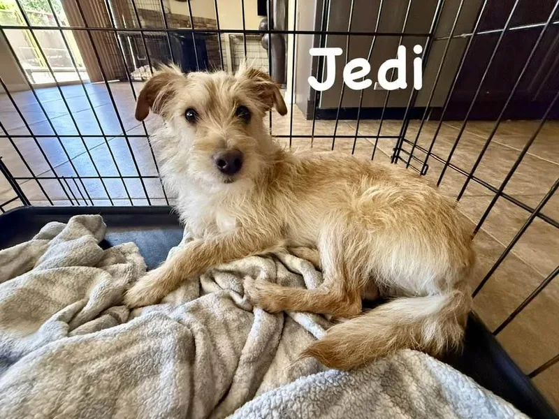 A young small-sized male Norfolk Terrier dog named Jedi for adoption in Phoenix, AZ