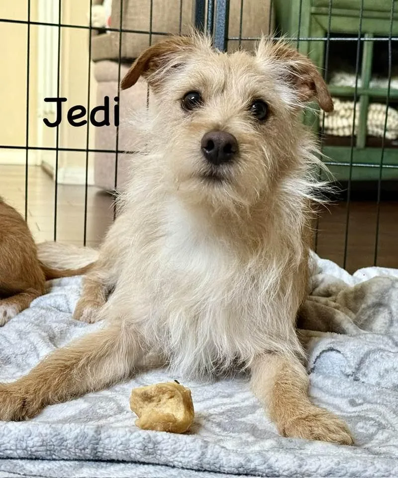Jedi thumbnail 2