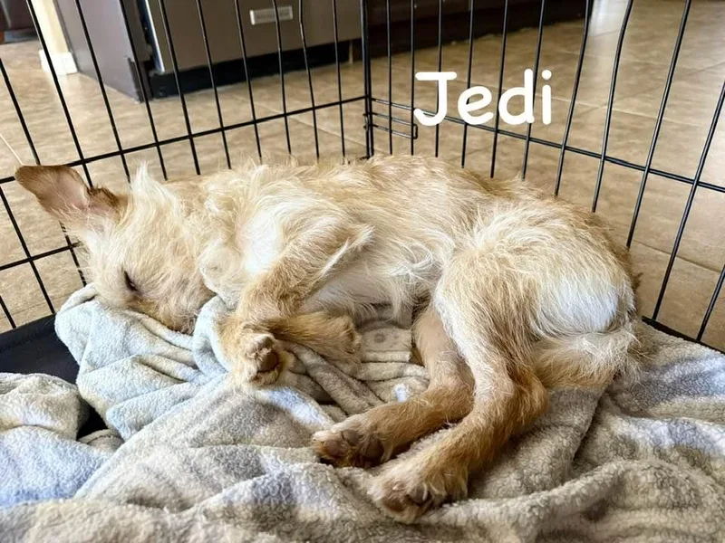 Jedi thumbnail 3