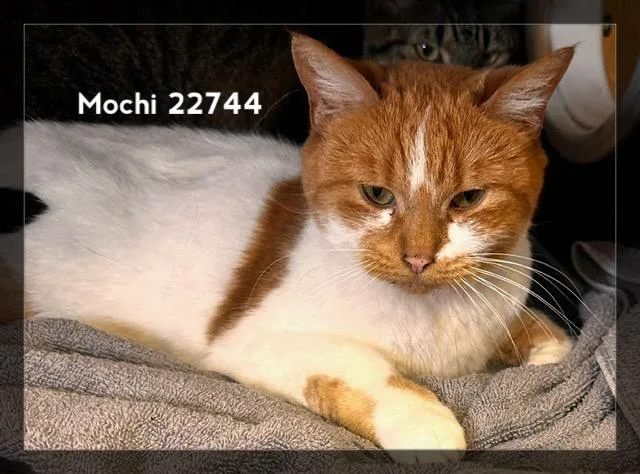 An adult medium-sized female Orange & White Domestic Short Hair cat named Mochi for adoption in Marietta, GA