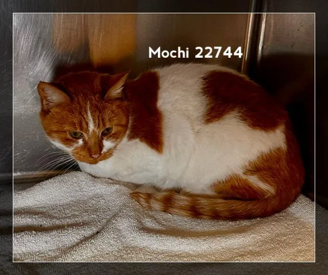 Mochi thumbnail 2