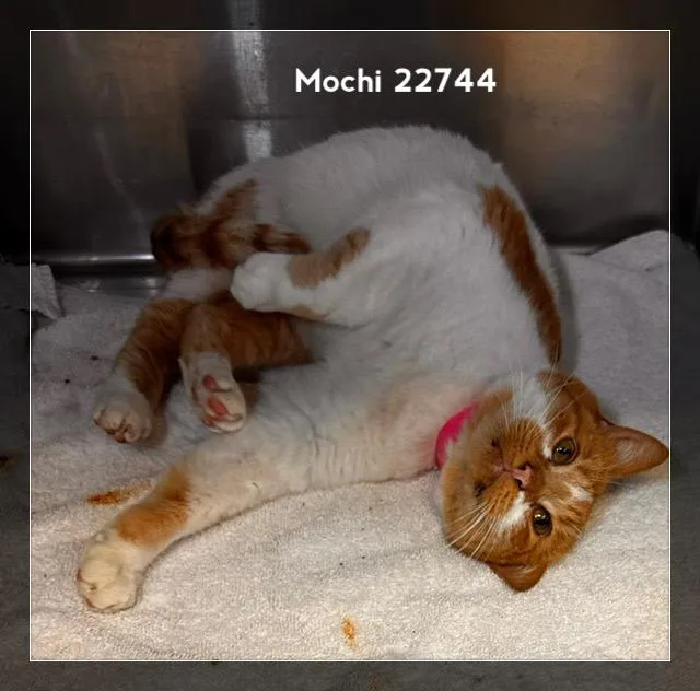 Mochi thumbnail 3