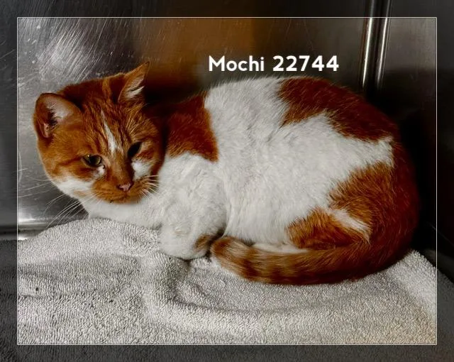 Mochi thumbnail 4