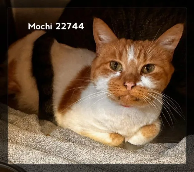 Mochi thumbnail 5