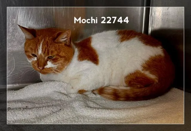 Mochi thumbnail 6
