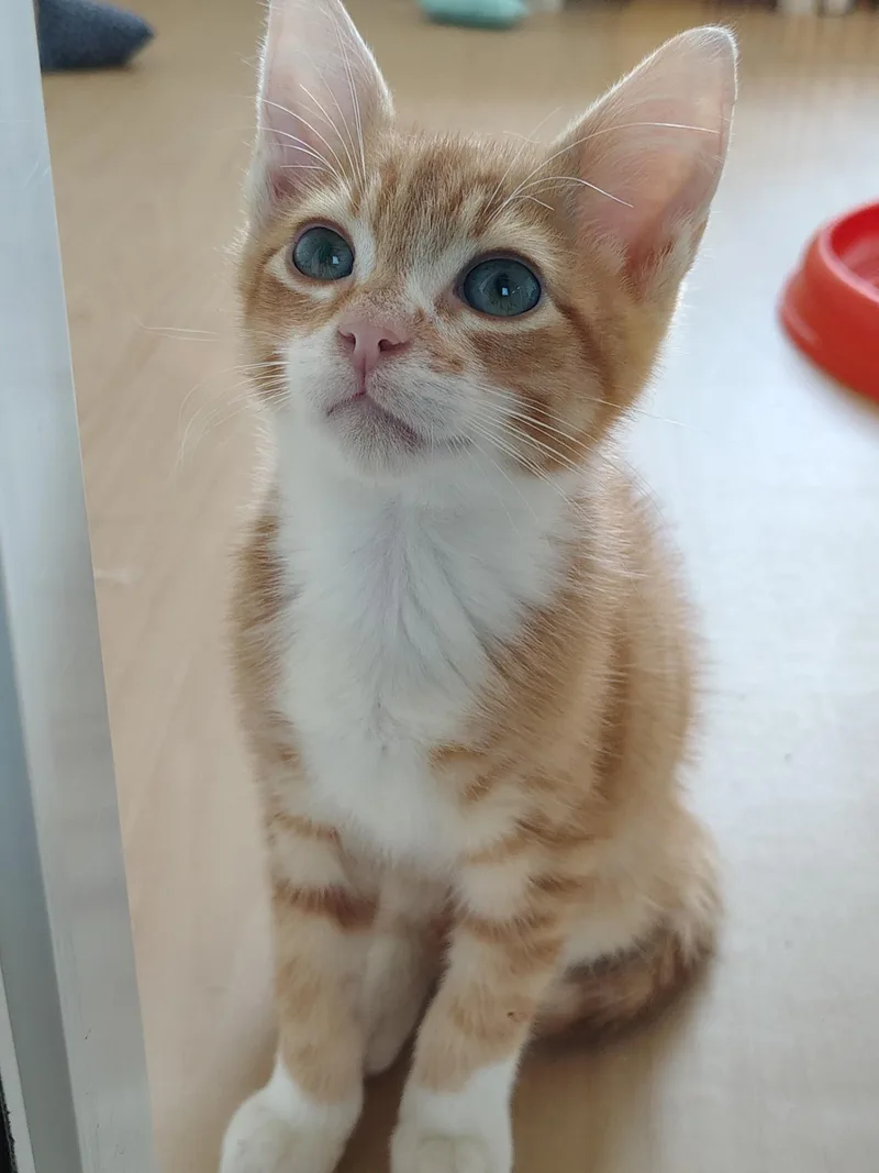 A baby medium-sized male Orange / Red Tabby cat named Mario for adoption in Montour Falls, NY