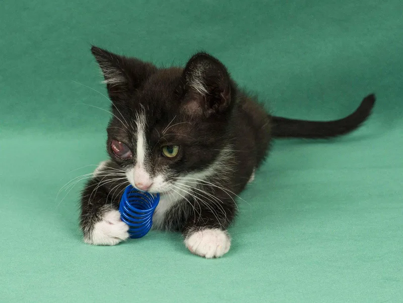 A young medium-sized male Black & White / Tuxedo Domestic Short Hair cat named Dean & Garret for adoption in Davis, CA