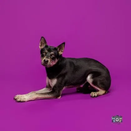 A young small-sized female Husky dog named Maggie for adoption in El Paso, TX