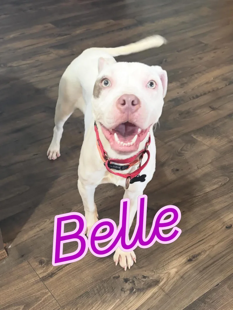 Belle thumbnail 3