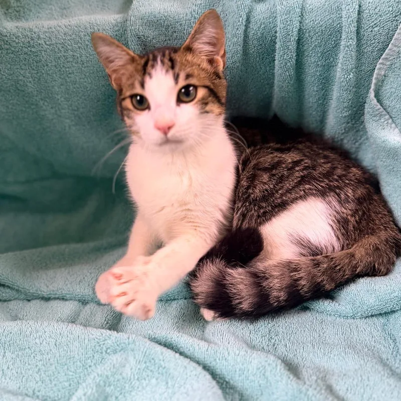 A baby medium-sized male Gray / Blue / Silver Domestic Short Hair cat named Bagel for adoption in Columbus, GA