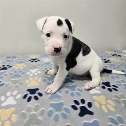 A baby medium-sized male Siberian Husky dog named Cow A for adoption in Plano, TX