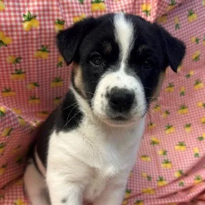 A baby small-sized female White / Cream Shepherd dog named Phil Deville for adoption in Greenville, SC