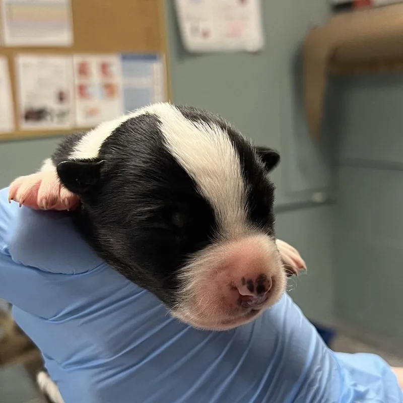 Phil Deville thumbnail 2