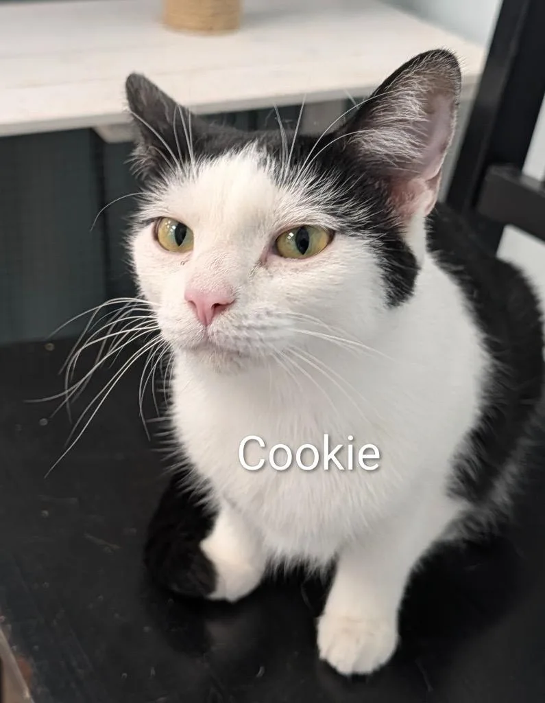 A young medium-sized female Black Domestic Short Hair cat named Cookie for adoption in Grand Rapids, MI