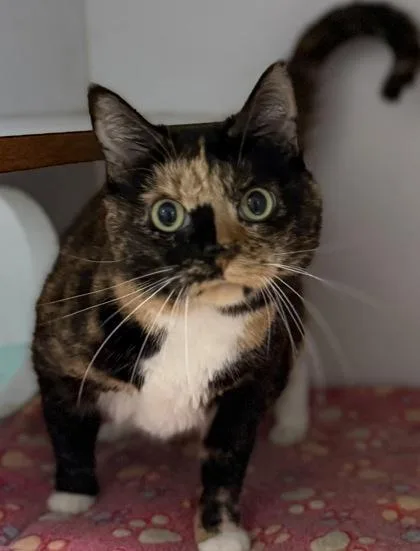 An adult medium-sized female Domestic Short Hair cat named Lucy Bodda Butt for adoption in Lawrenceville, GA