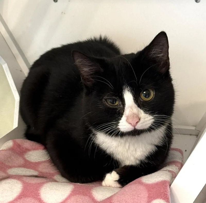A baby medium-sized male Black & White / Tuxedo Domestic Short Hair cat named Hermes for adoption in Hockessin, DE