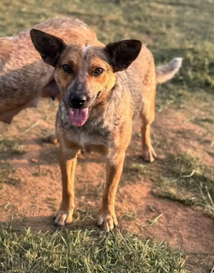 Sophie