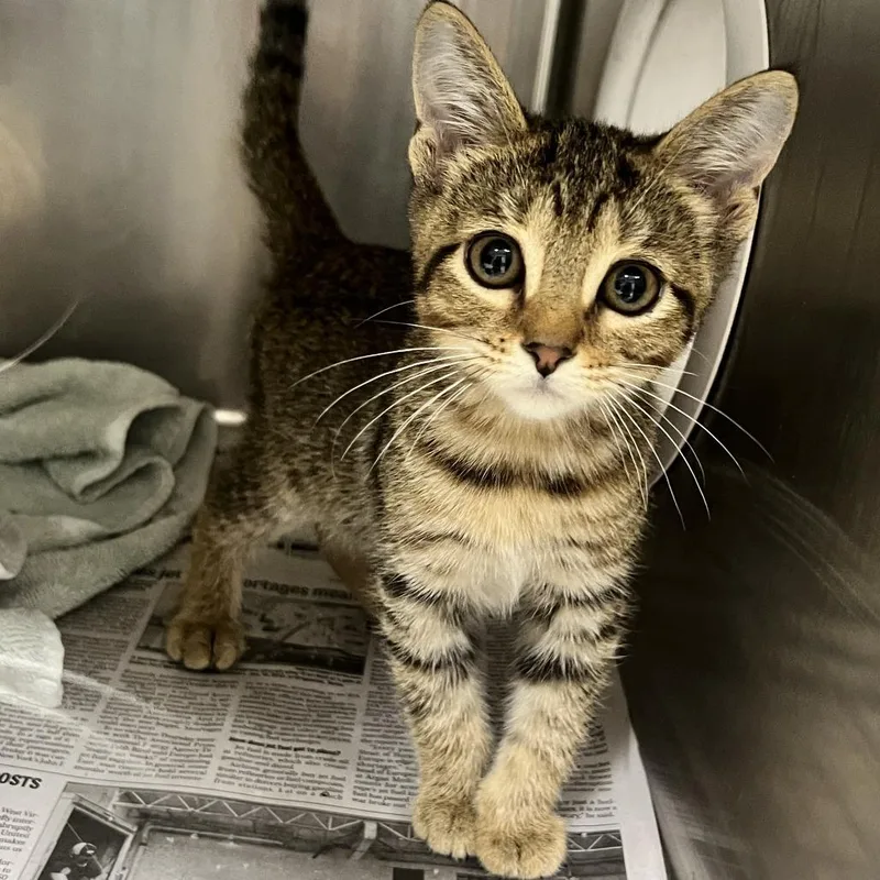 A baby small-sized female Brown / Chocolate Domestic Short Hair cat named Law for adoption in Charleston, WV