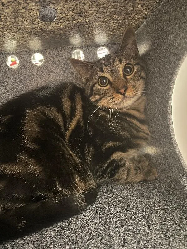 An adult medium-sized male Tabby (Buff / Tan / Fawn) Domestic Short Hair cat named Monet for adoption in Cincinnati, OH