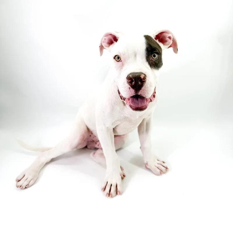 A young large-sized male White / Cream Pit Bull Terrier dog named Benny for adoption in Scottsdale, AZ