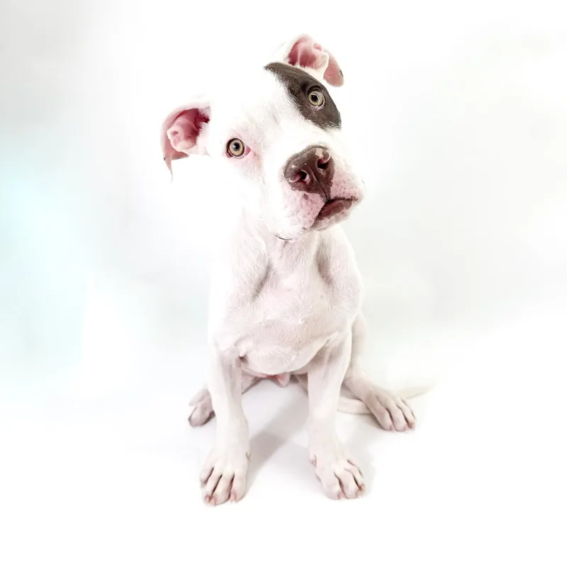 Benny thumbnail 2