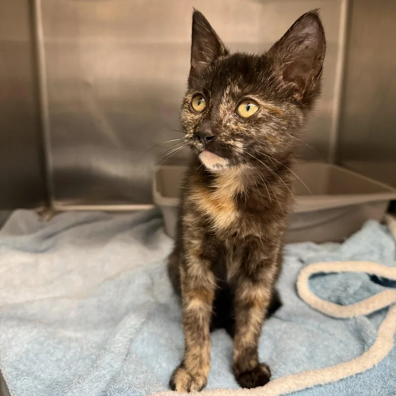 A baby small-sized female Domestic Short Hair cat named Prudence for adoption in Oakland, CA