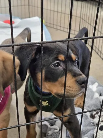 A baby small-sized male Mixed Breed dog named Osen for adoption in Hobart, IN