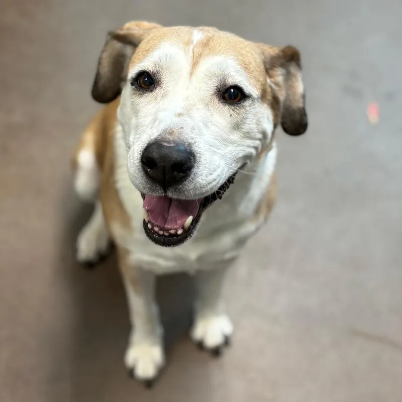 A senior medium-sized female Retriever dog named Piper for adoption in Chattanooga, TN