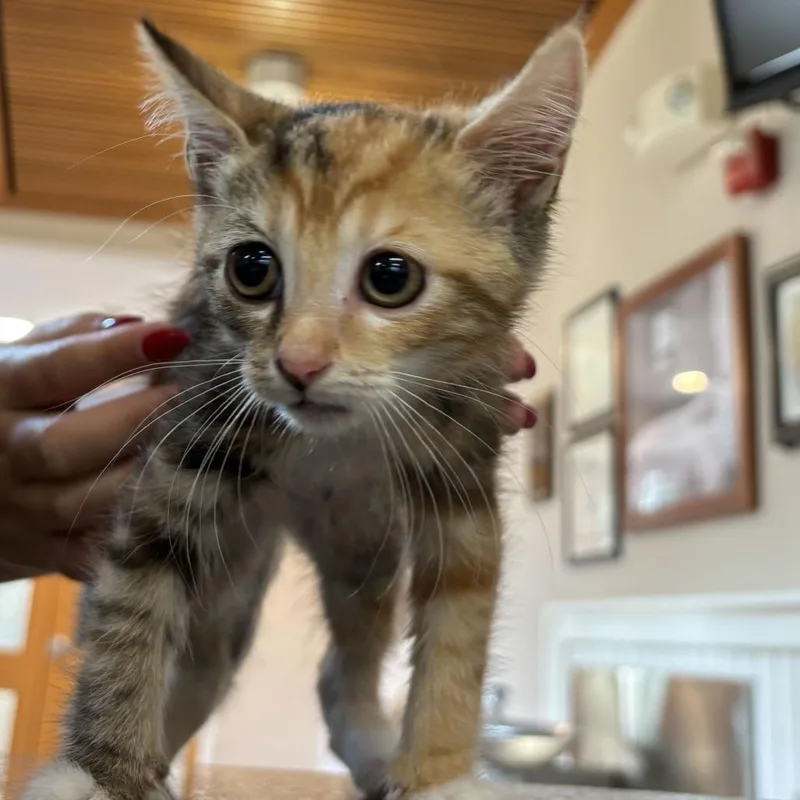 A baby small-sized female Brown / Chocolate Domestic Short Hair cat named MONTStray for adoption in Perkiomenville, PA
