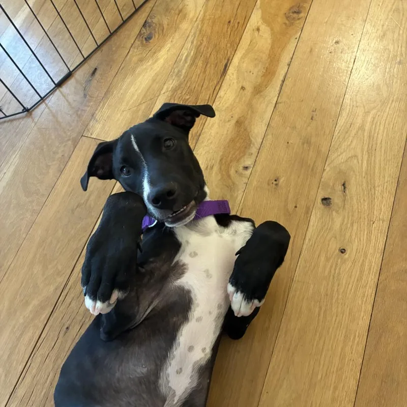 A baby small-sized male Black Whippet dog named Bilbo Barkins for adoption in Austin, TX