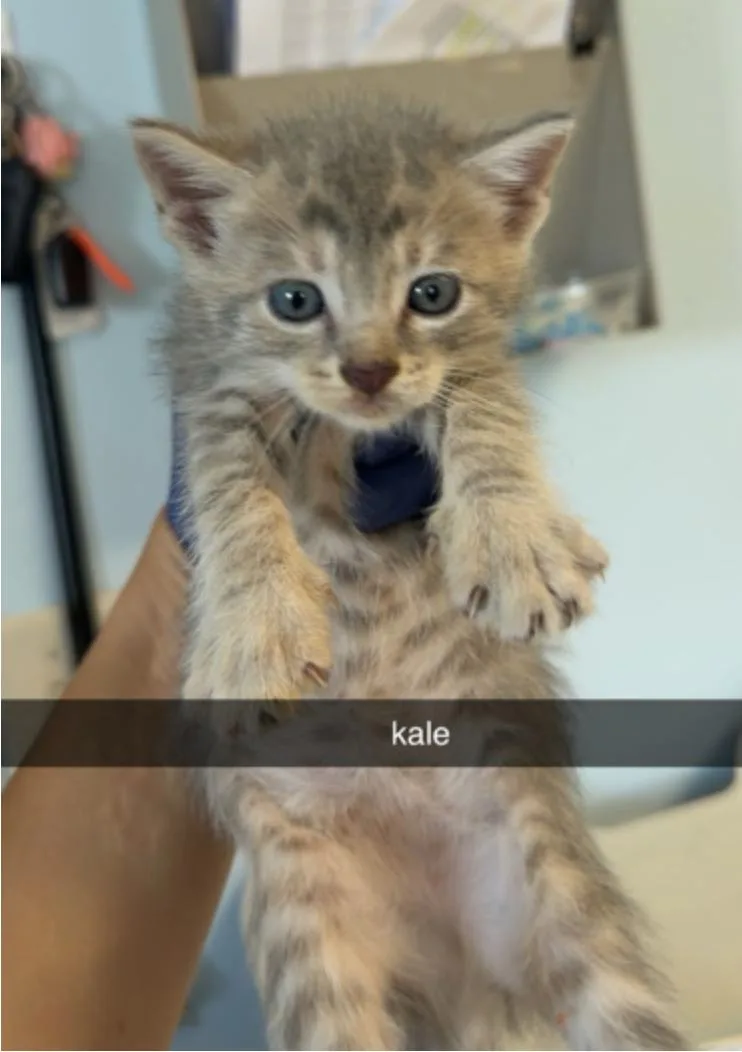 A baby small-sized female Domestic Short Hair cat named Kale for adoption in Marshall, NC