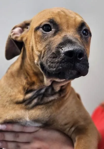 A baby medium-sized male Mixed Breed dog named Liam FKA Dog for adoption in West Chester, PA